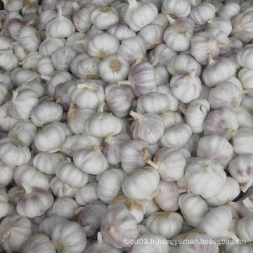 Nouvelle cueillette Fresh Chinese Normal White Garlic